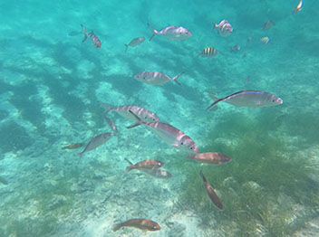 Snorkeling off the coast of Punta Cana